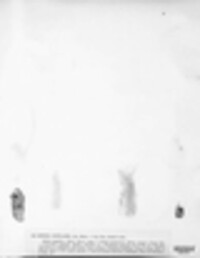 Gyalecta jenensis image